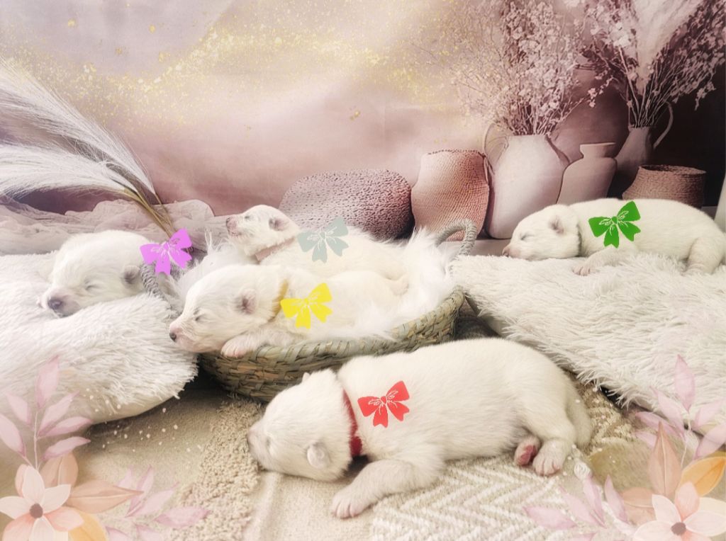 De L'Orée De La Souleuvre - Une semaine pour les bébés de Stella