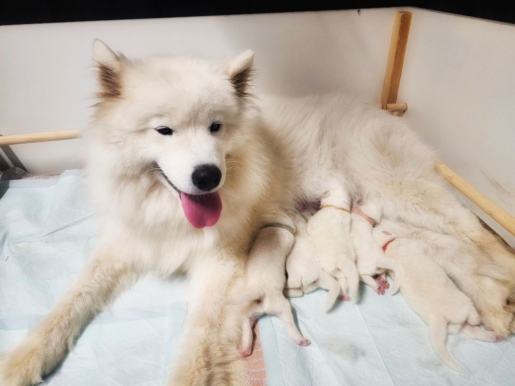 Naissance de la portée : Aube d'été 