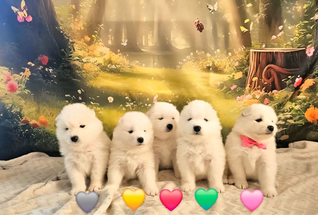 4 semaines de bonheur