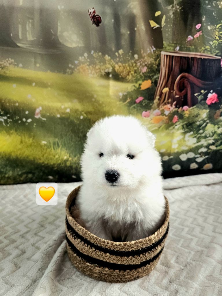 De L'Orée De La Souleuvre - Chiots disponibles - Samoyède