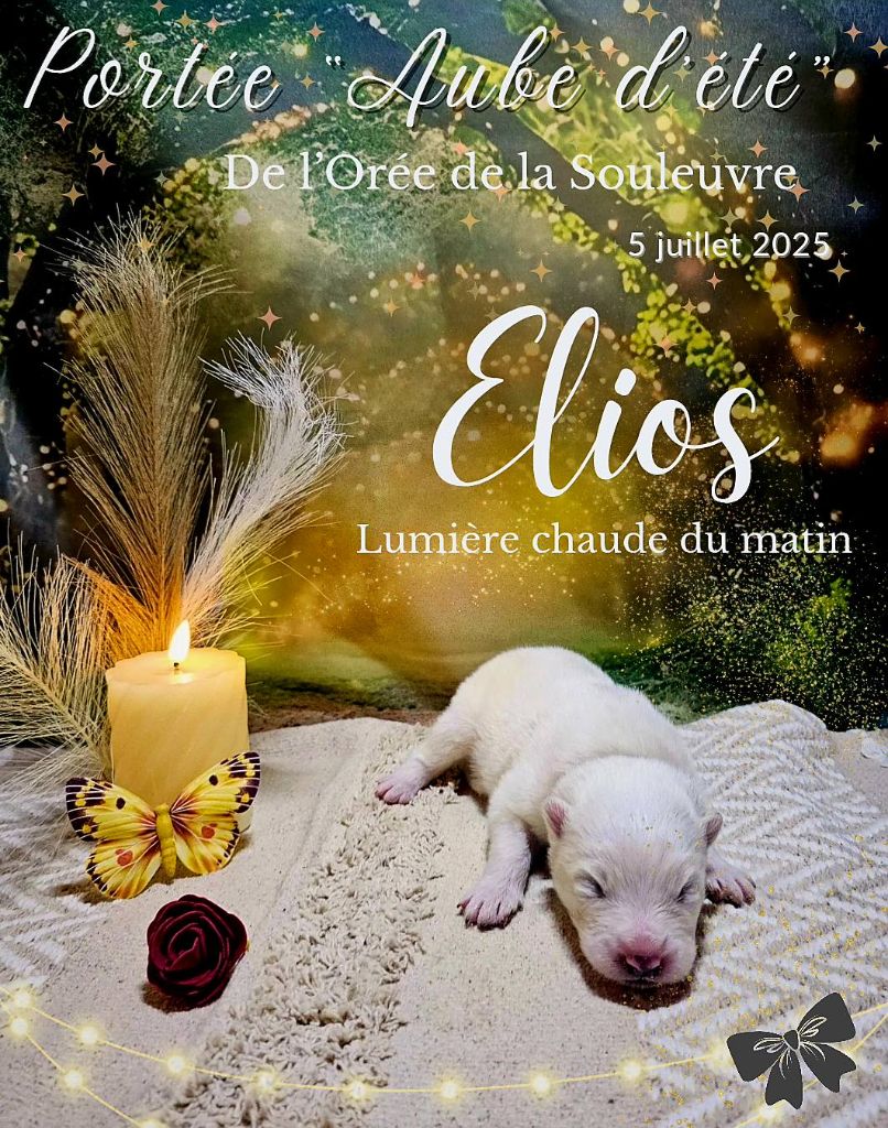 De L'Orée De La Souleuvre - Chiots disponibles - Samoyède