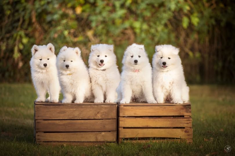 Chiot Samoyède De L'Orée De La Souleuvre