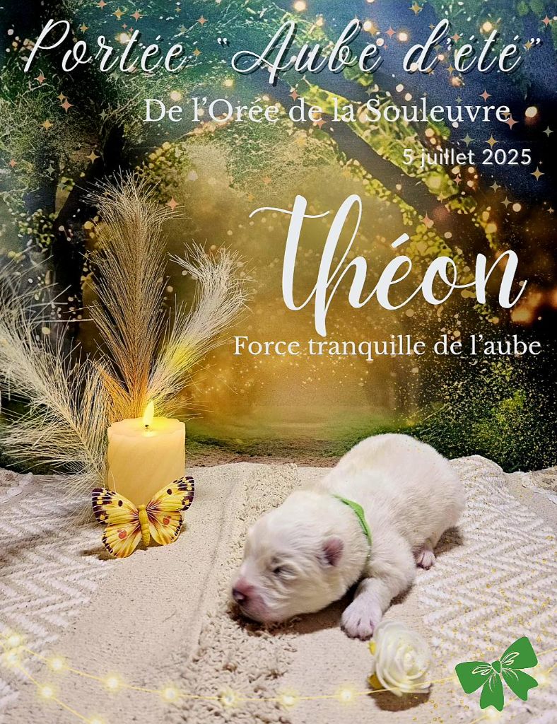 De L'Orée De La Souleuvre - Chiots disponibles - Samoyède