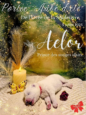  Aelor (nom temporaire)