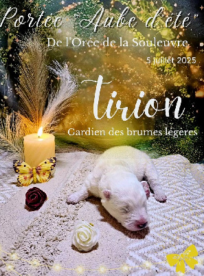 Tirion (nom temporaire)