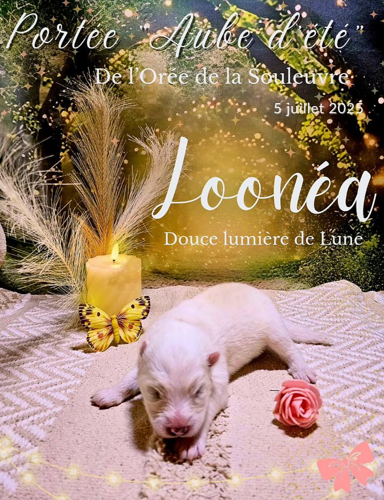 De L'Orée De La Souleuvre - Chiots disponibles - Samoyède