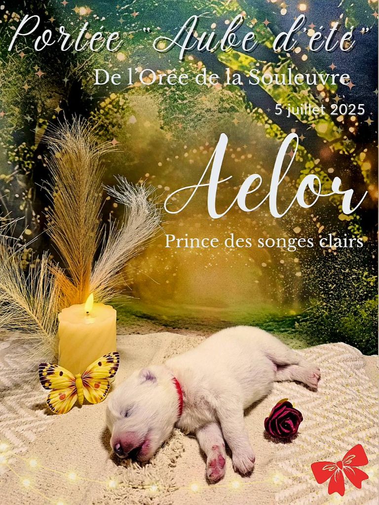 De L'Orée De La Souleuvre - Chiots disponibles - Samoyède