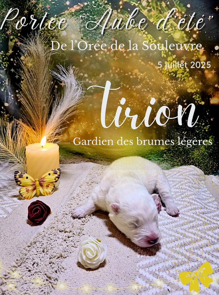 De L'Orée De La Souleuvre - Chiots disponibles - Samoyède